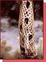 Joshua Tree. Takhle umr cholla 