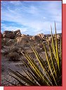 Joshua Tree.Tudy hopkaj krlci 