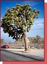 Joshua Tree. Jozue, kam dohldne 