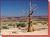 Kalahari 