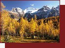 Larch Pines