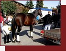 K 2007. Tenhle krasavec za chvli pedvede, co ve pat ke panlsk jezdeck kole. 
