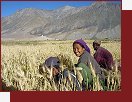 Ladakh a Zanskar
