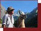 Lama v dol Luckner pod Grossgloknerem