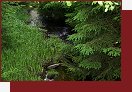 Lohhuser, bvalou vesnici pohlcuje les