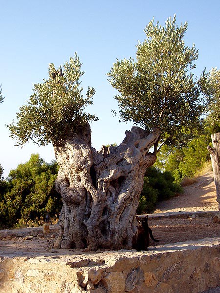 Mallorca, turistick zajmavosti