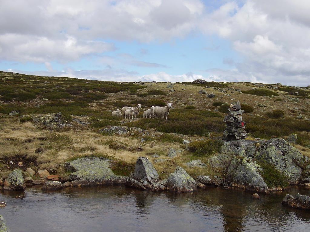 Norsko, Hardangervidda