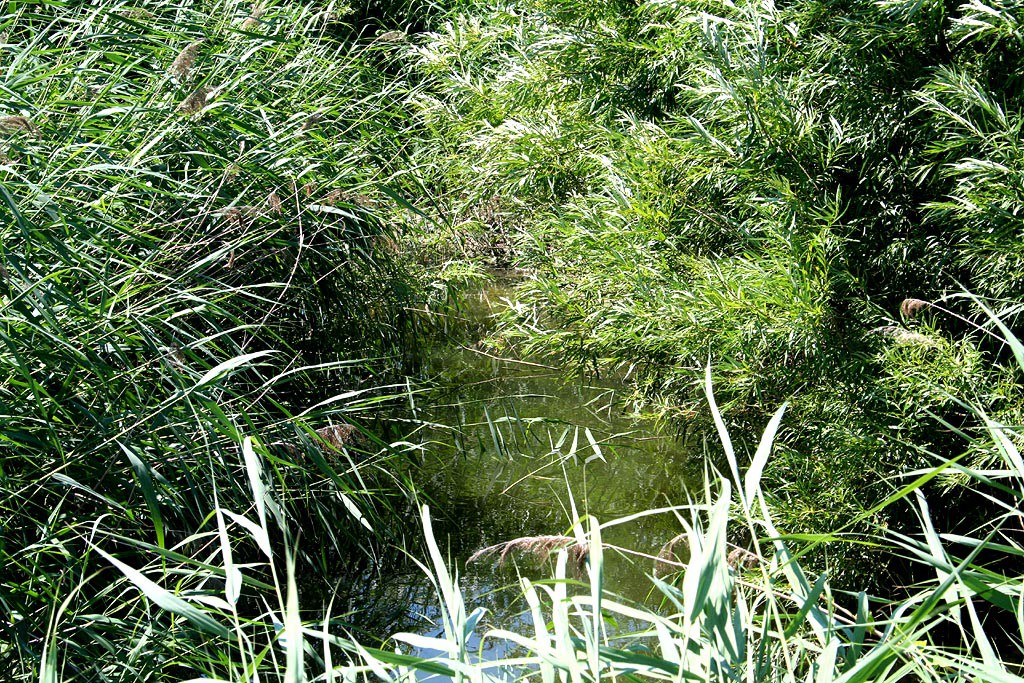 Novozmeck rybnk