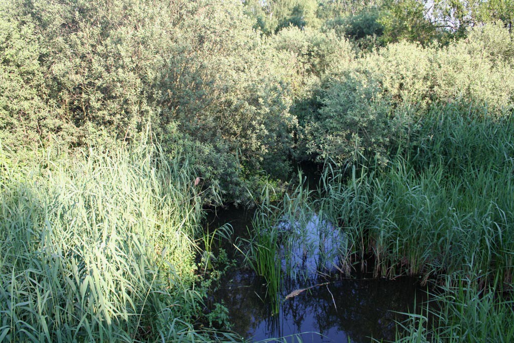 Novozmeck rybnk
