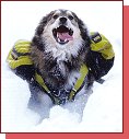 Ruff Wear Palisades Pack 