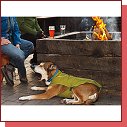 Ruffwear K9 Overcoat 