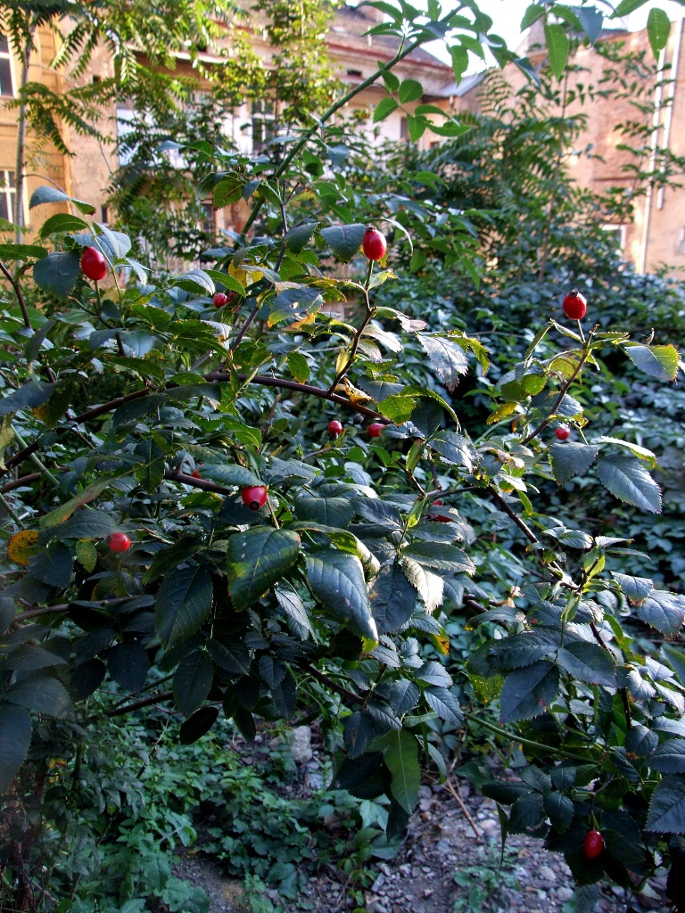 Praha, �i�kov, V�tkov 2010 - Horydoly.cz 