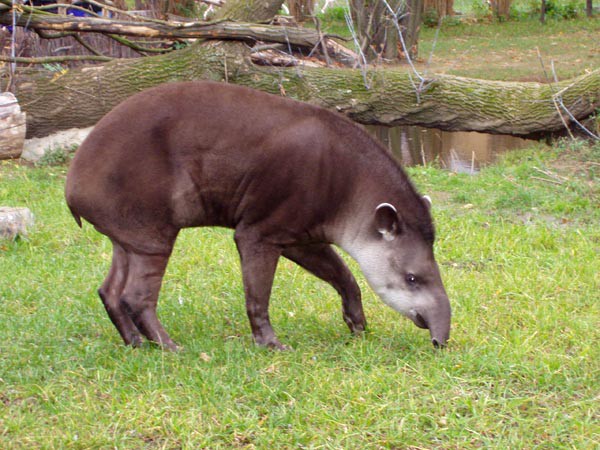 Praha, zoologick zahrada