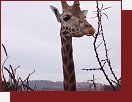 ZOO Praha, žirafa se sídlištěm v pozadí
