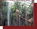 ZOO Praha, opice na plastovém stromě