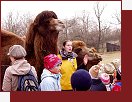 ZOO Praha, krmen velbloud
