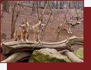 ZOO Praha, vlci na stri