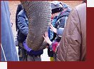 ZOO Praha. Pohlate si chobot!
