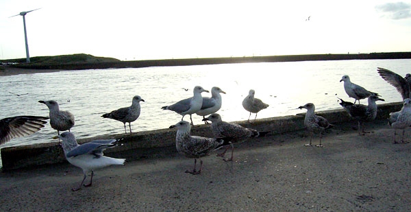 Holandsko, Rotterdam a Haag, Scheveningen