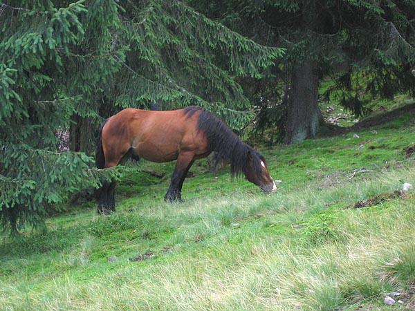Rumunsko, Bihor, Padi a Vladeasa