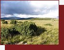 Jalovce u Piatra Talharului