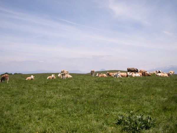 Mont Saleve