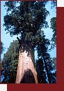 General Sherman, tedy jeho st
