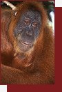 Orangutan
