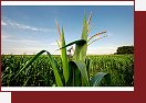 Bio-nafta
