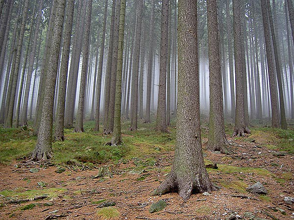 Podzimn Strn v Krkonoch