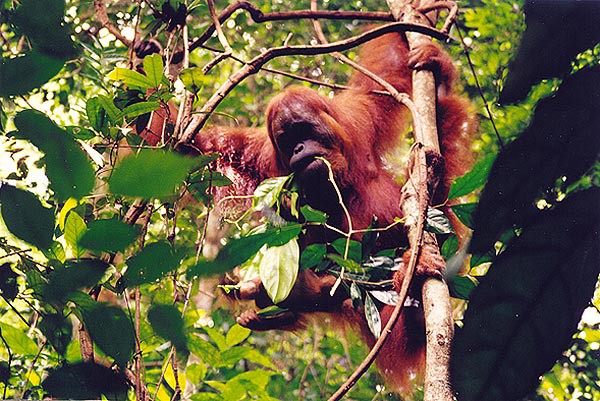 Sumatra, Gunung Leuser, rezervace pro orangutany
