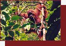 Orangutan