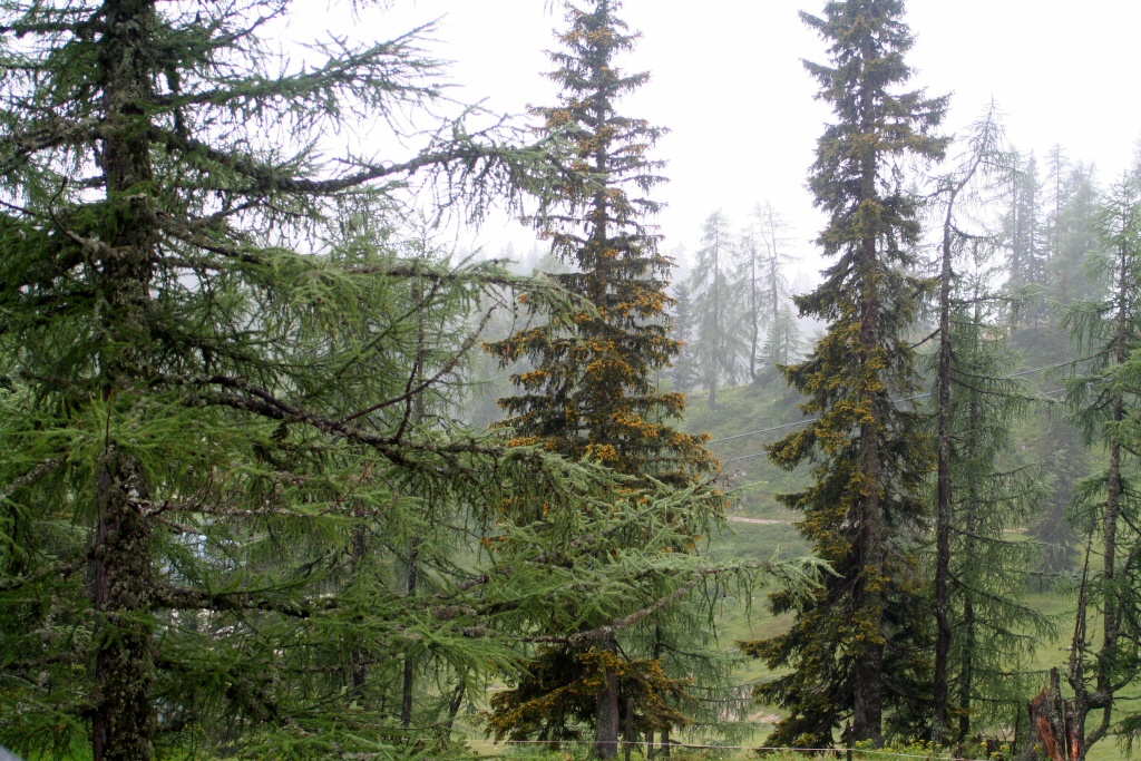 Sjezd z Tauplitzalm do Tauplitz - Horydoly.cz 