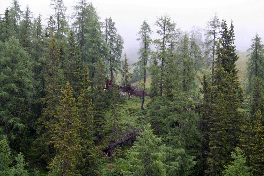 Sjezd z Tauplitzalm do Tauplitz - Horydoly.cz 