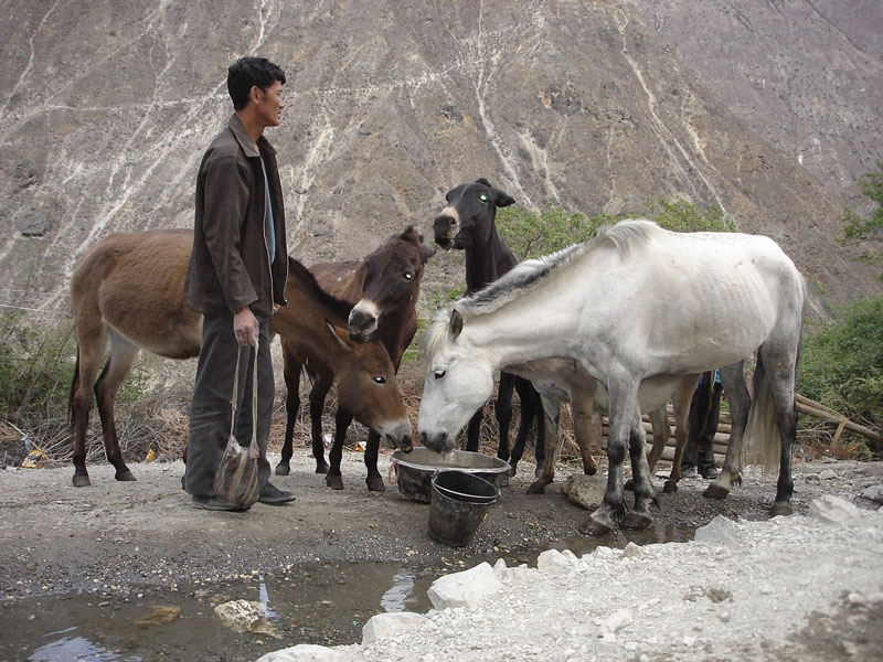 Tibetsk venkov