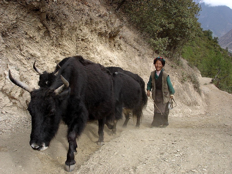 Tibetsk venkov