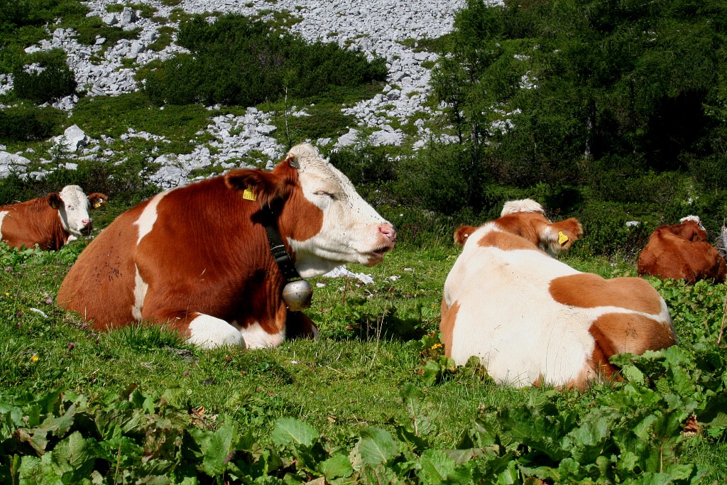 Totes Gebirge, Tauplitzalm - Horydoly.cz 