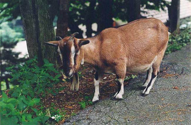 Horsk koza na silnice