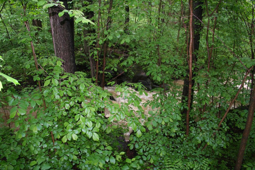 Vysoina, Kemenick vrchovina, potoky 28. 5. 2006