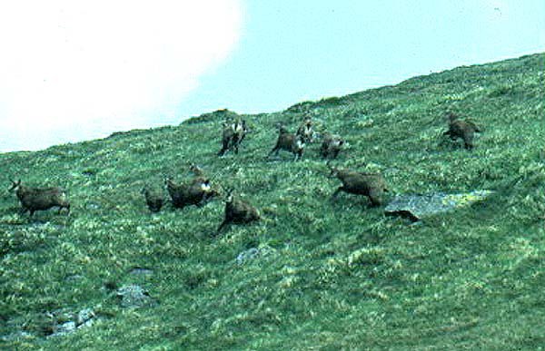 Zpadn Tatry, mrtv kamzci