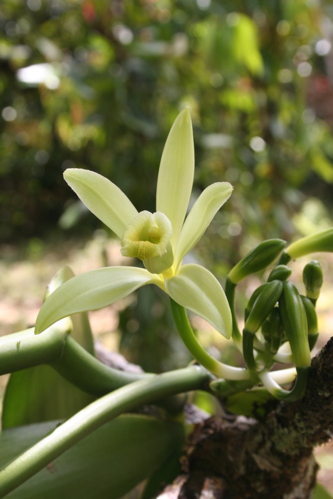 Vanilka v květu. Vanilla planifolia.