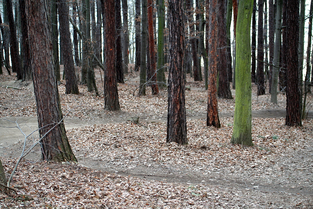 Bikepark Hostík u Hostivařské přehrady. Trail se motá hustým lesem.