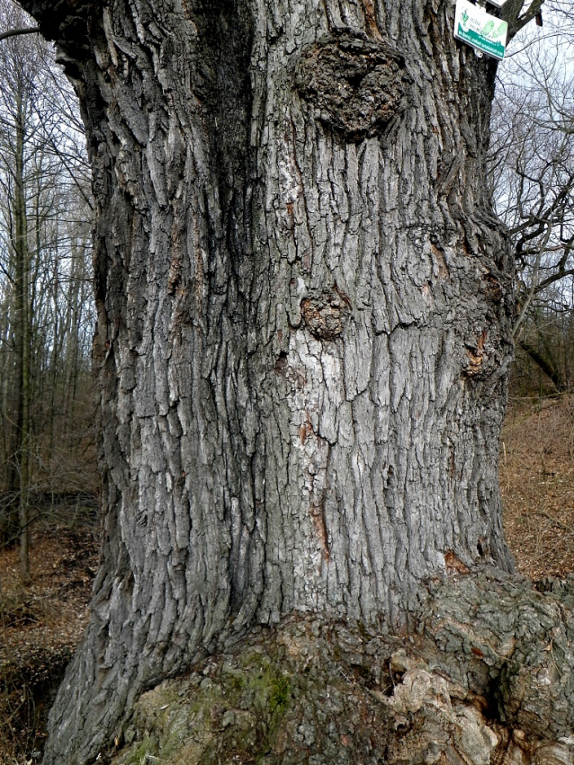 Primavera k prameni Rokytky