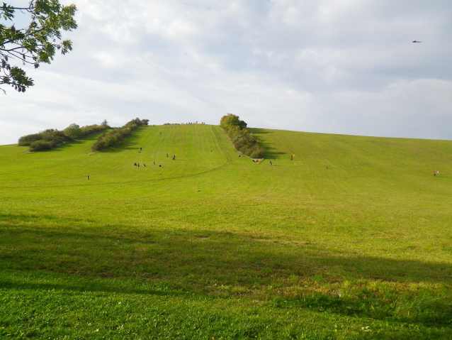 Přibývá lesů a prasat