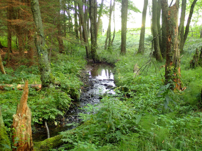 Šumava AKTUÁLNĚ 2019