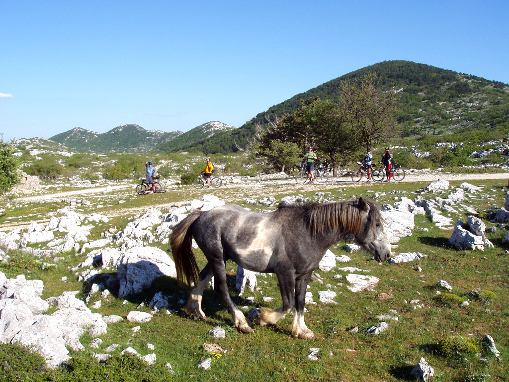 Kůň v horách Biokovo u silnice na vrchol Sveti Jure.