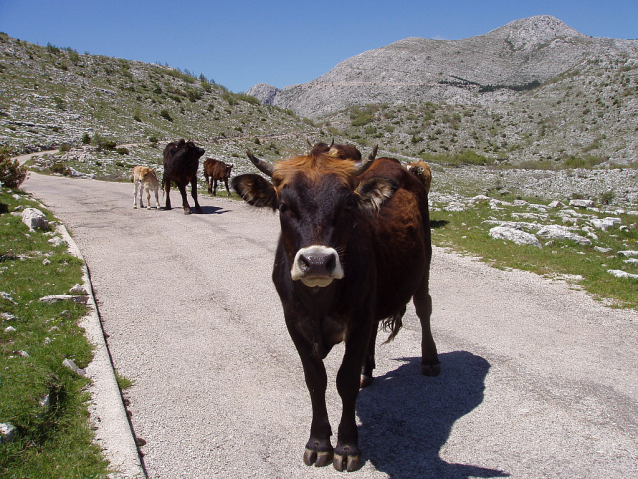 Chorvatské hory Biokovo, Velebit, Dinara a Mosor