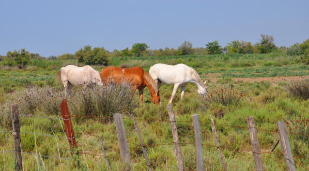 Camargue: cykloturistika za plameňáky