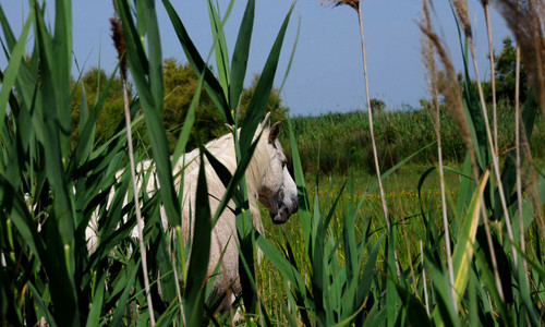 Camargue: cykloturistika za plameňáky