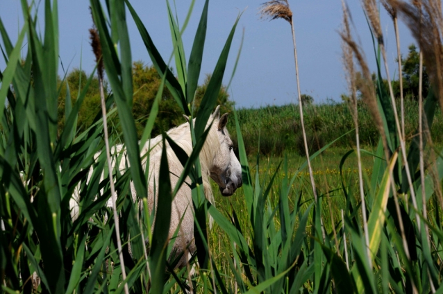 Camargue: cykloturistika za plameňáky